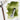 PHOENIX Professional Watercolor Paint Single Tubes 14ml -Olive Green